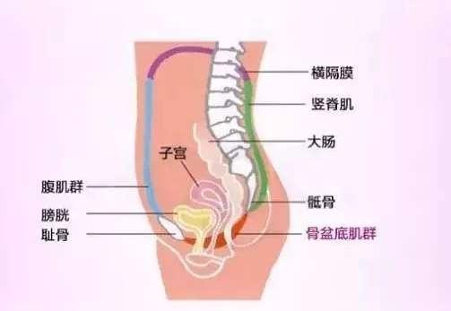 孕期和产后多加练习,有助于预防和改善阴道松弛