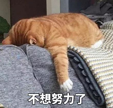 猫猫颓废大赛,颓出了成年人的沮与丧