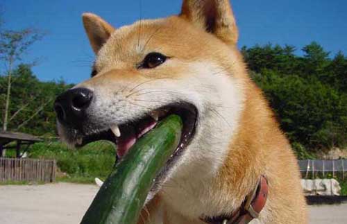 柴犬排名_柴犬头像(3)