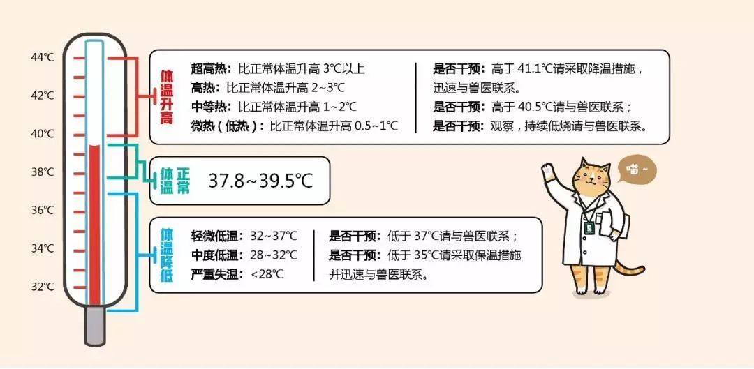 一张图学会给猫量体温的3个正确姿势