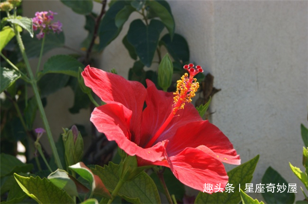 紫气锦鲤，短剧的魅力与影响，紫气锦鲤，短剧的魅力与影响力分析
