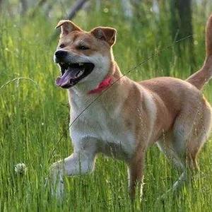 最听话的狗是什么狗?第五种也太可爱了吧