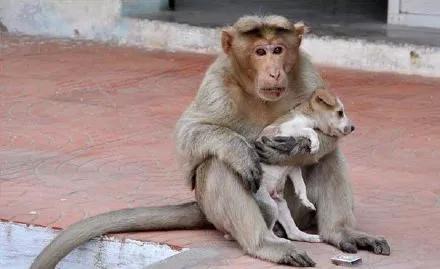 人們在樹上發現一隻猴子，它懷里抱著一隻小奶狗！ 寵物 第2張