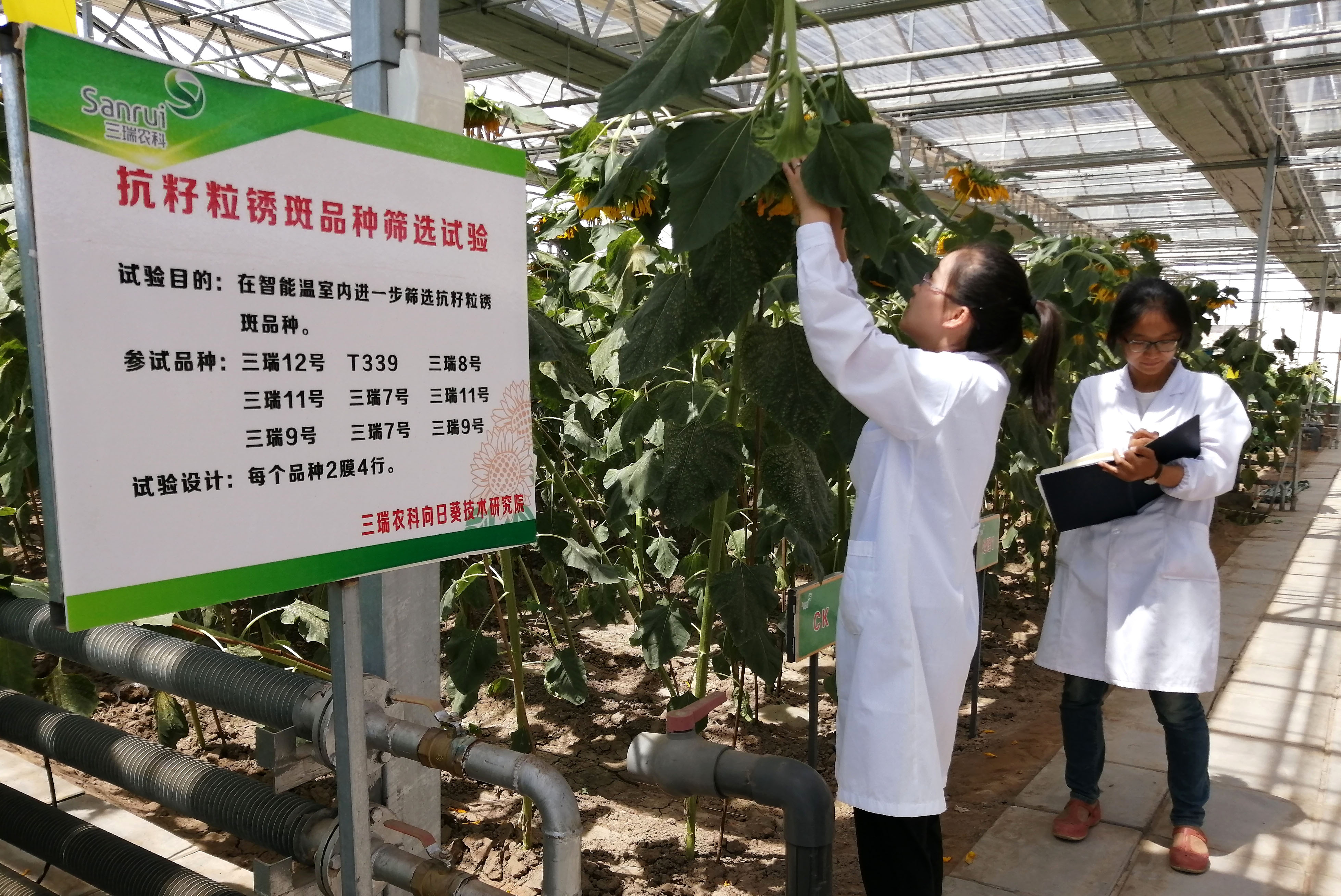 摄食葵种子实现自主研发,并受到农民的广泛欢迎,离不开育种人的默默