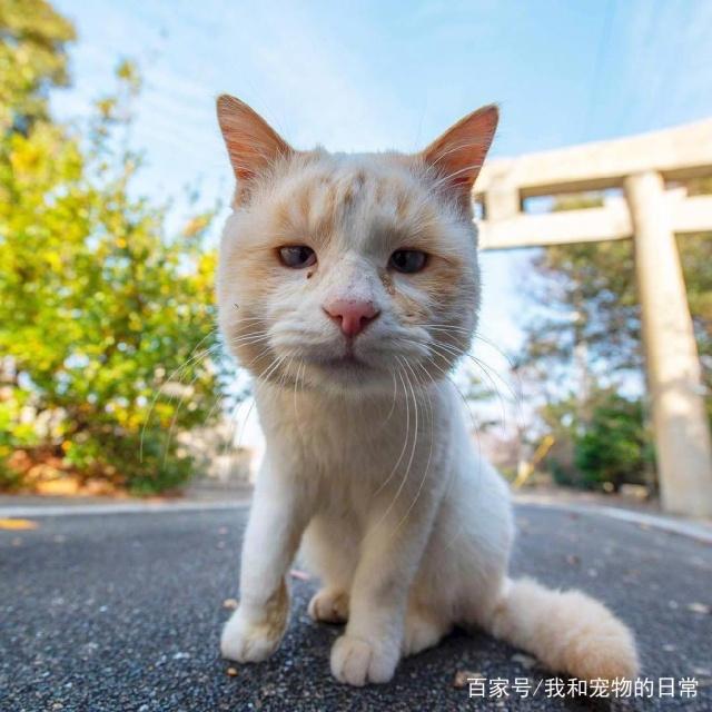 一只大头小眼睛的猫,蜜汁像李荣浩的感觉!_猫咪