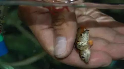 罕见的连体龙鱼你见过吗
