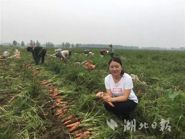 90后海归女硕士钟祥种萝卜 填补湖北春播胡萝卜大规模种植空白 大发Dafa888国际娱乐