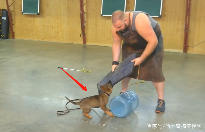 怎么训练狗狗坐下两个月 3455c8cb7b1a4a8f9db2b18e339a1524.jpeg