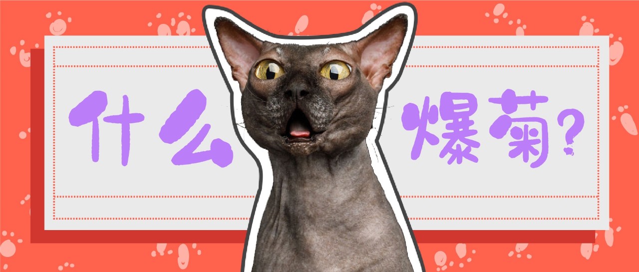 一张图学会给猫量体温的3个正确姿势!