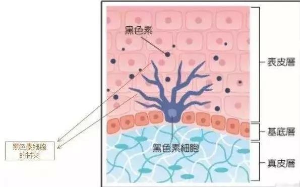 怎样可以减少黑色素生成 4051e6cd542d43798a1ef48685c38b19.jpeg