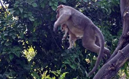 人們在樹上發現一隻猴子，它懷里抱著一隻小奶狗！ 寵物 第7張