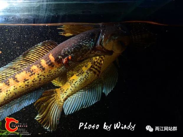 2019年第083期:光头流氓之变态黄金眼镜蛇雷龙