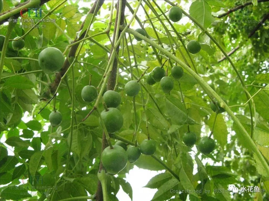阴雨天气水产养殖寄生虫问题的危害较大杀虫药一定要慎用