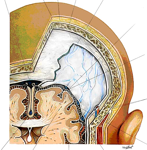 了解一下头部的解剖结构:头部由外到内有头发,头皮,皮下组织,帽状腱膜