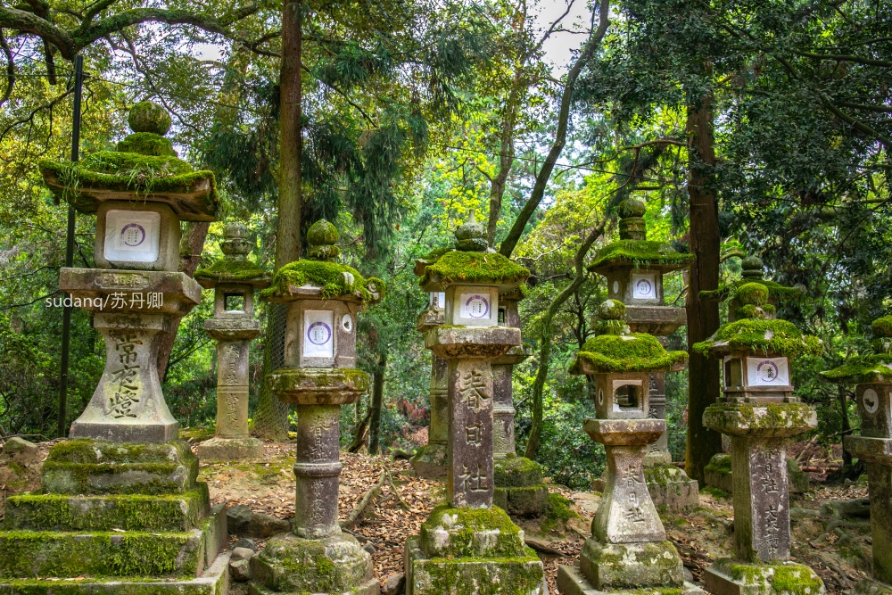 实拍日本最美神社:三千座石灯呈现奈良古韵