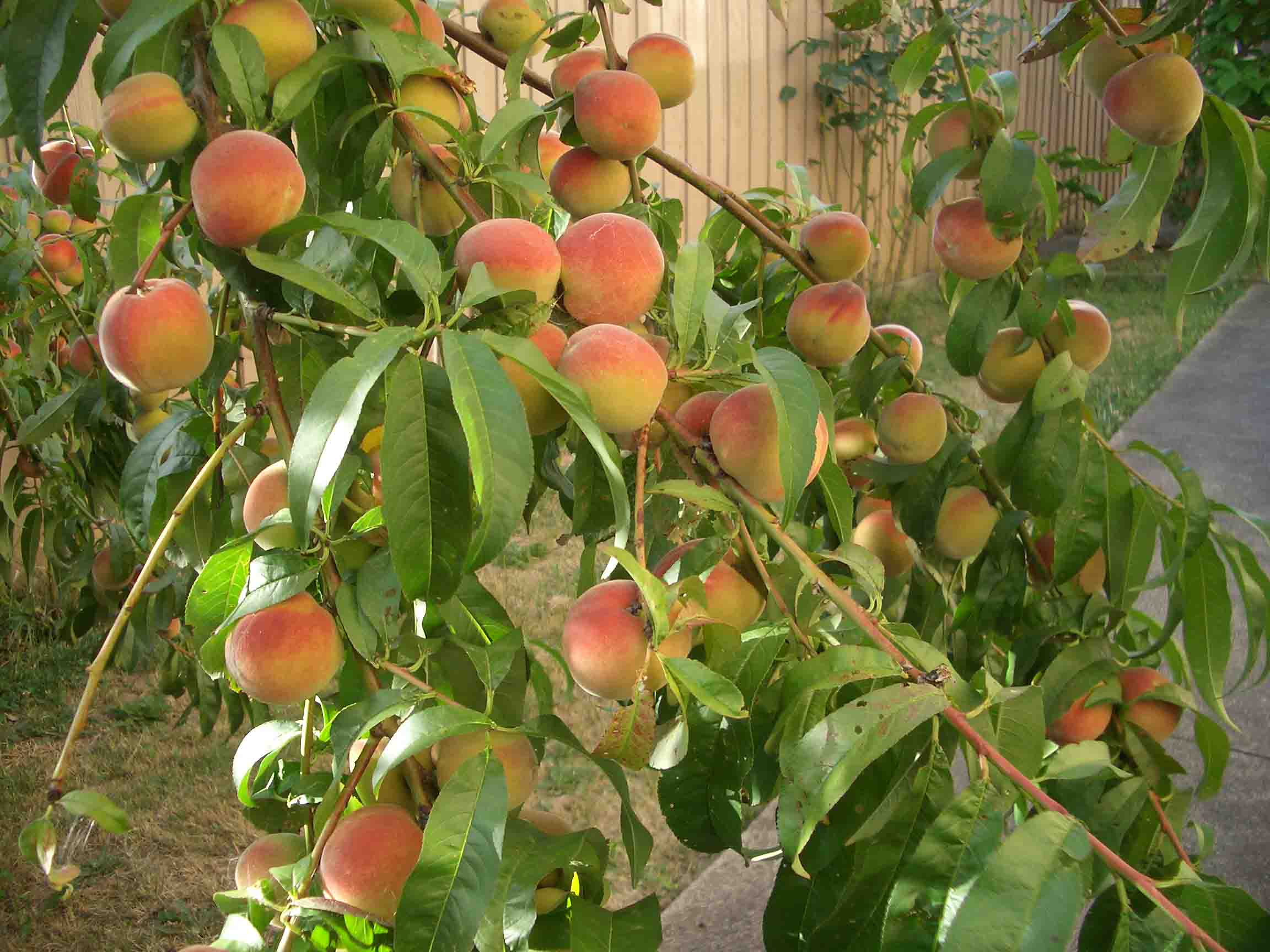 1,桃树:桃木有制百鬼,压百煞的作用,所以在院内栽种桃树或者室内插