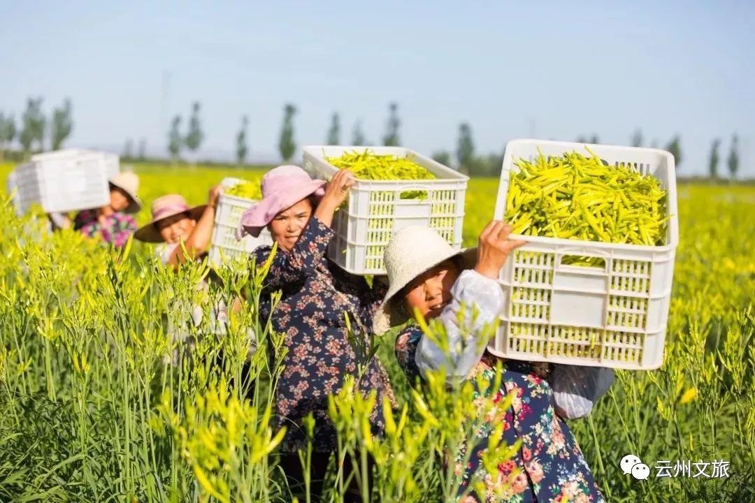 忘忧花海美在大同2019大同黄花文化旅游月6月28日震撼开启