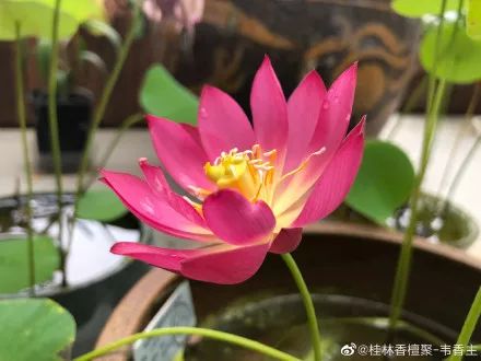 每日一花碗莲小红衣花型像一盏手握灯台小巧精致