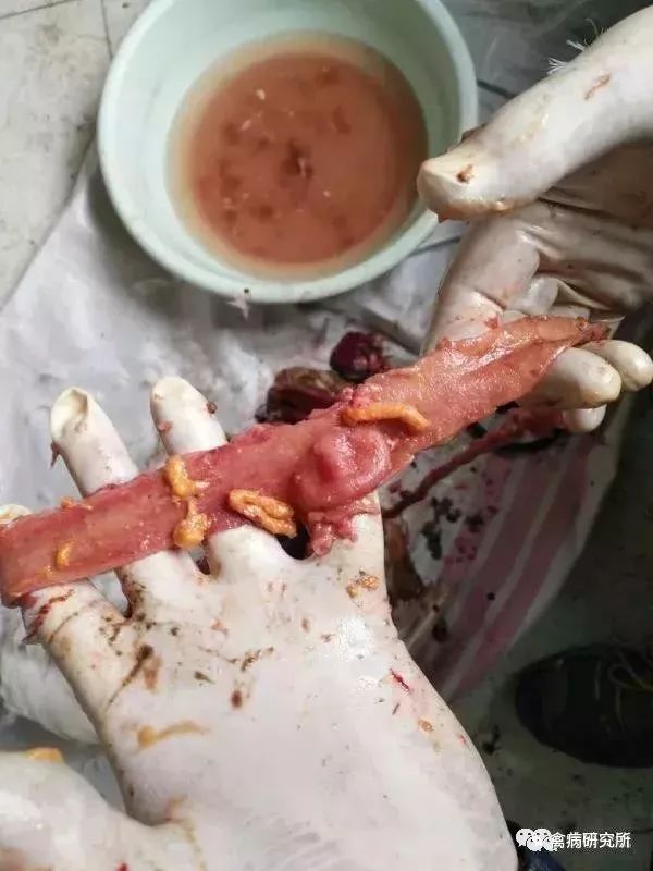鹅副粘病毒是养鹅的又一危害极大的病毒病现在也是高发期一般都会出现