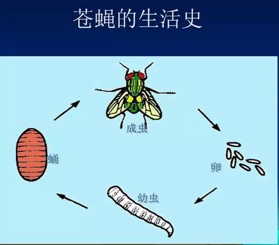 【创卫进行时】消灭苍蝇,你知道有多少招吗?