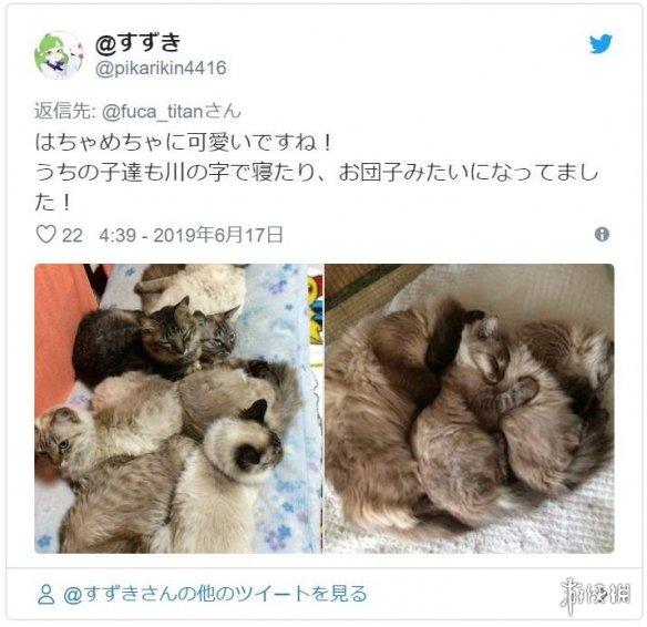 毛绒绒的相亲相爱 日网友晒猫咪睡觉并排成"川"字_猫川