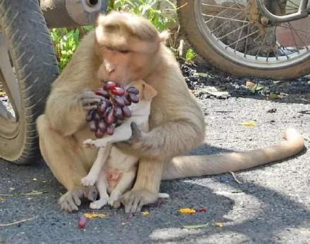 人們在樹上發現一隻猴子，它懷里抱著一隻小奶狗！ 寵物 第5張