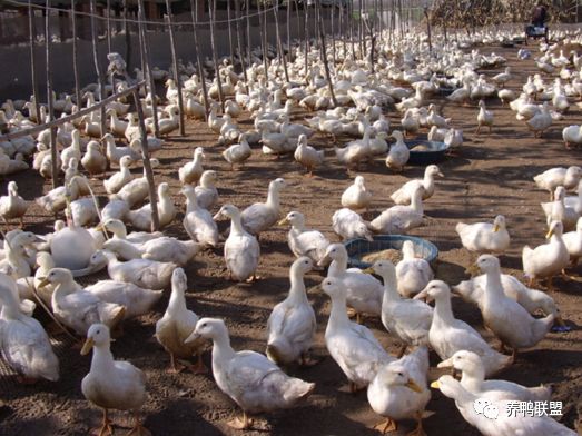 当前我国肉鸭行业现状、挑战及对策思考 og东方馆注册在线平台