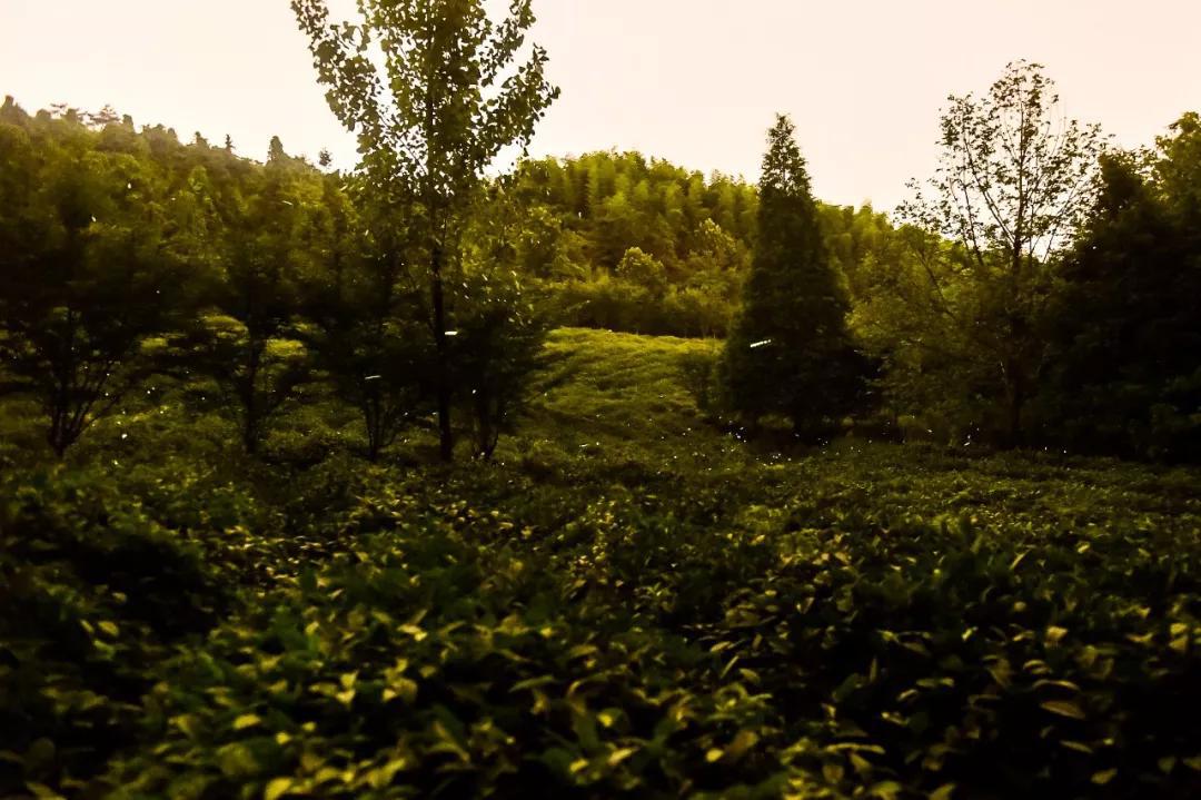 山上美树 6d8fb248a6c04f8794ab23e3c2c591c4.jpeg