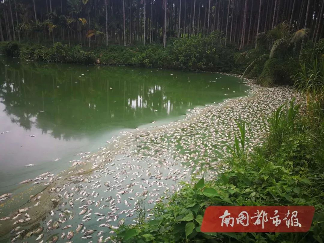 高温频繁死鱼?又有2万多斤鱼一夜暴毙!养殖户损失惨重!是污染还是中毒?还是高温缺氧所致? 澳博娱乐场