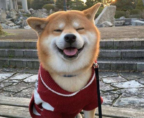 防止柴犬泪痕,防止柴犬泪痕方法 ibet国际地址