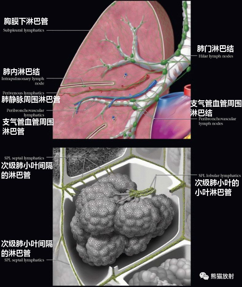 肺内淋巴组织聚集可以形成肺内淋巴结.