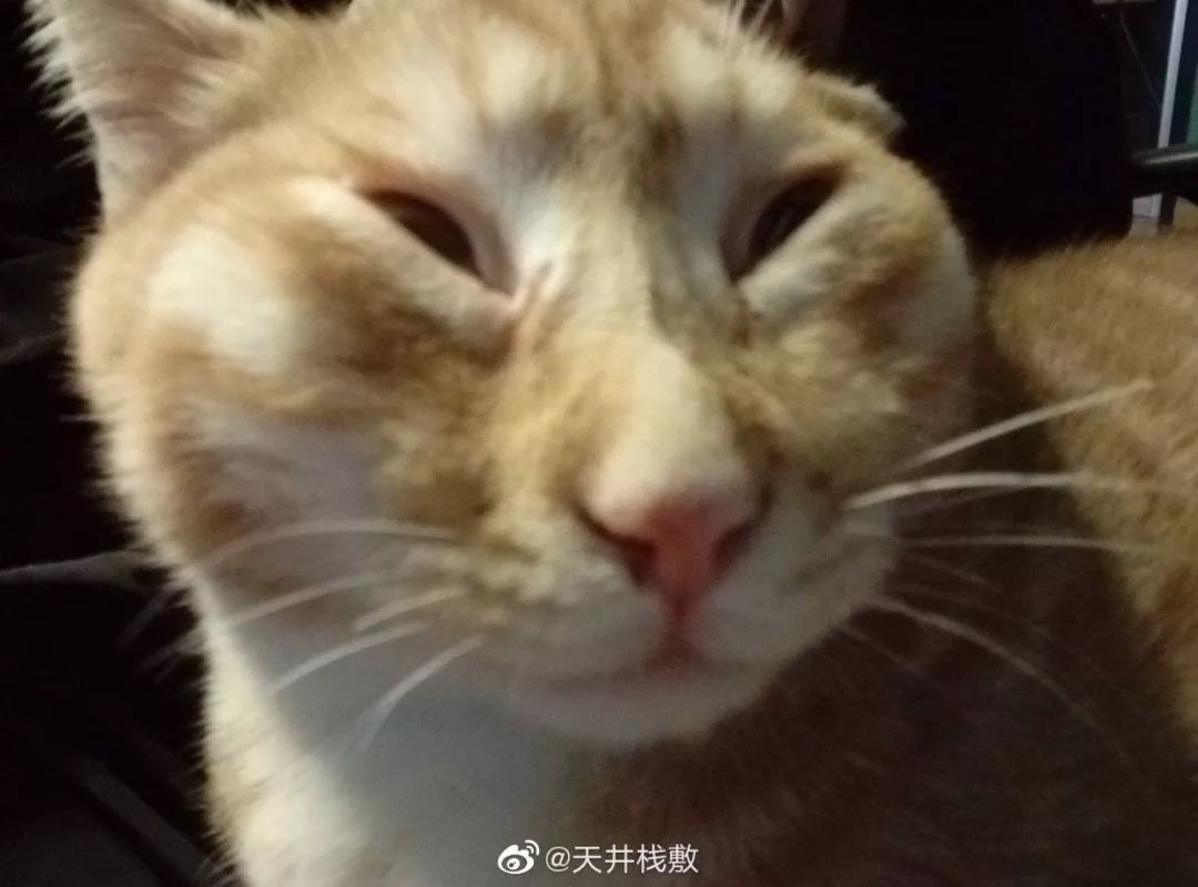 超烂拍猫大赛,猫猫看完都哭惹