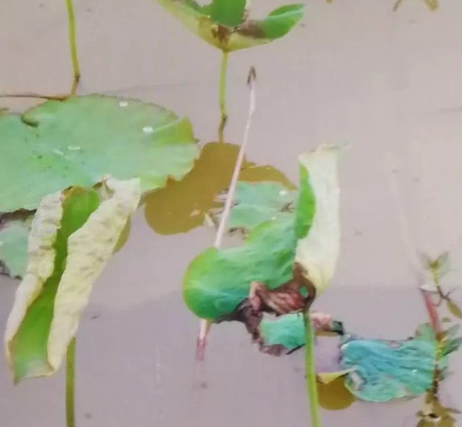 荷叶变褐干枯地下茎腐烂白莲腐败病掌握好多种方法早防治