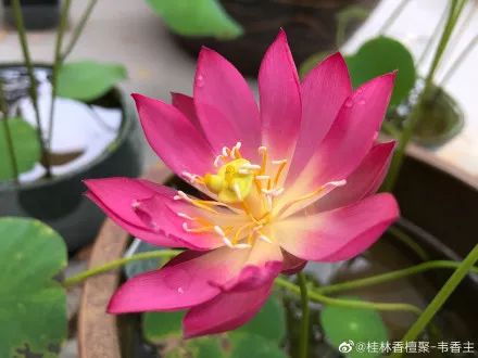 每日一花碗莲小红衣花型像一盏手握灯台小巧精致