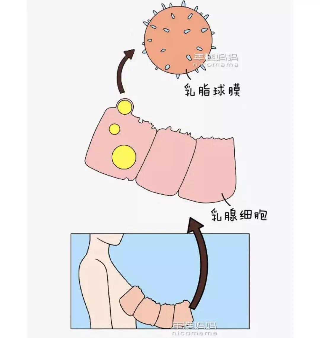 乳脂球膜可是 富含了大脑神经发育所需的多种脂类,比如刚才提到的