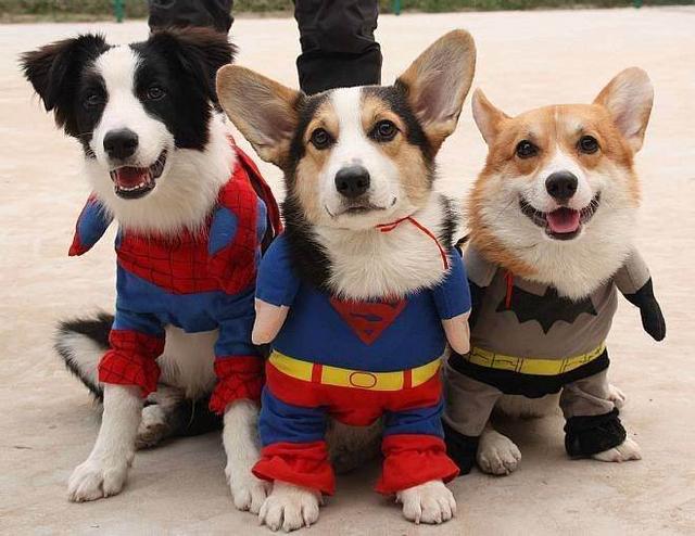 如何给狗狗做衣服不用缝 ab7e6db8a5184e179160d7922b26dbd9.jpeg