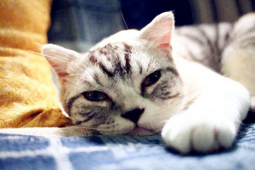 【奇妙の猫咪物语】猫咪感冒要隔离吗 葡京真人赌博网平台
