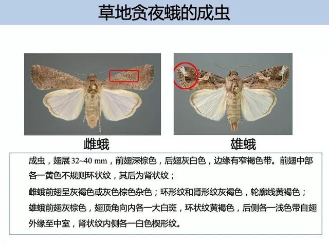 草地贪夜蛾识别,发生规律与监测手册