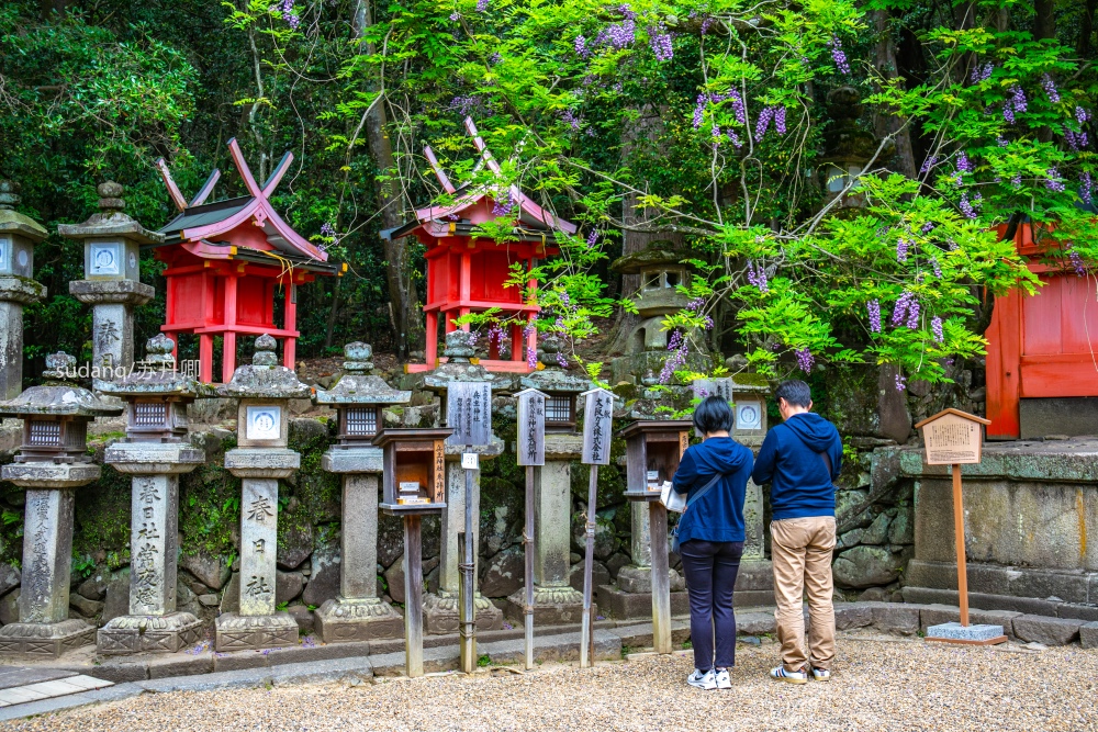 实拍日本最美神社:三千座石灯呈现奈良古韵