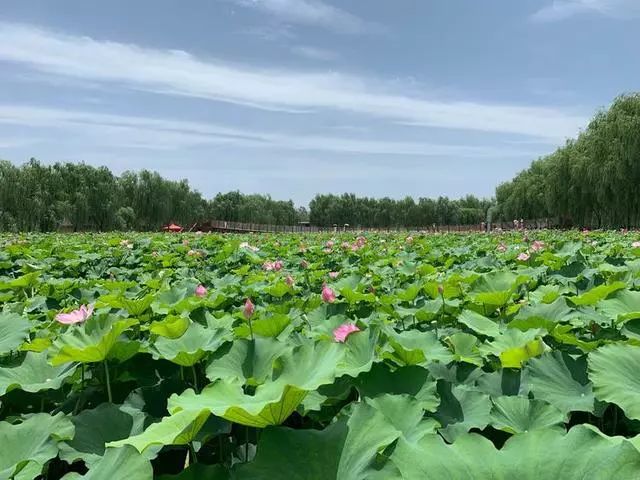 周末洛阳孟津银滩游玩,为荷而来,黄河边放飞心情