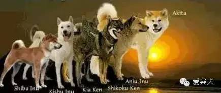5cm 中型犬:纪州犬,甲斐犬,四国犬,北海道犬,肩高52cm 大型犬:秋田