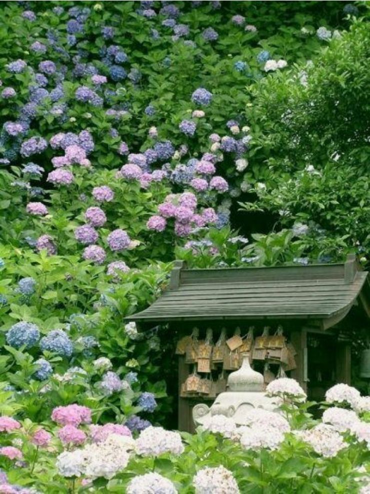 初夏的镰仓满开的紫阳花