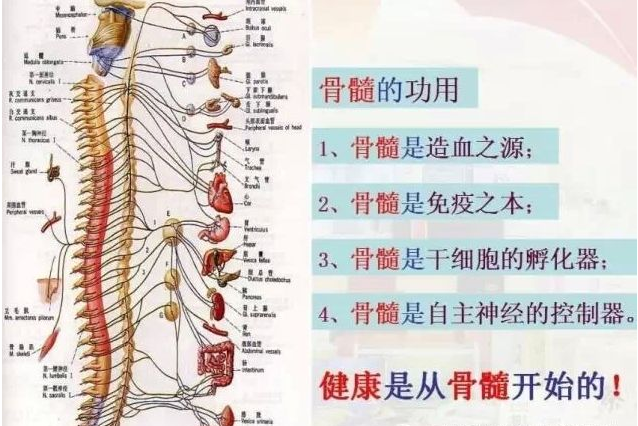 吃什么东西补骨髓补骨髓食品大全