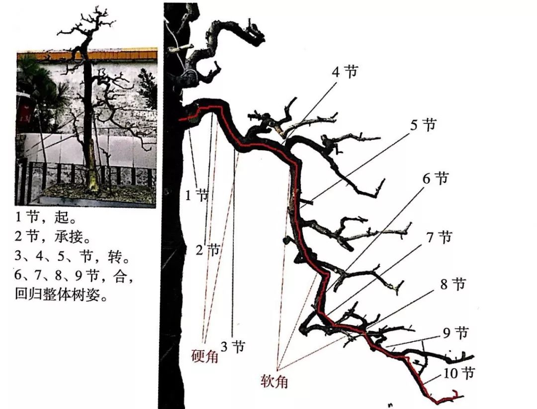 掌握5种岭南盆景的造型枝法,就能创作出变化多端的盆景作品!