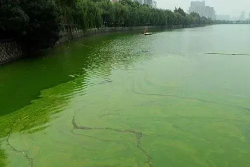 池塘蓝藻为什么频繁爆发?原因找好才能有效预防