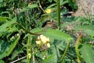 蒲子是啥菜 e0d1e21ac969428699dac43666da710e.jpeg