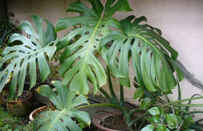 龟背竹怎么开背最快 ece2ea1e6f7c47f68d0c5b528f1f1c27.jpeg