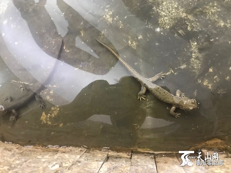 达人西游丨新疆北鲵与网络达人面对面 九州娱乐网金百利站