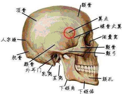 翼点是蝶骨顶骨额骨和颞骨的交汇点