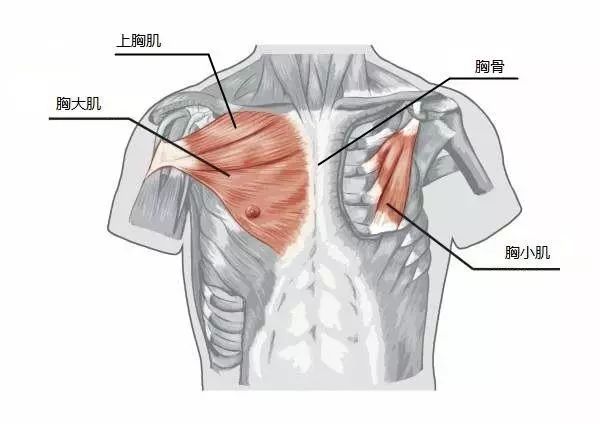 戚薇陈乔恩锁骨放鸡蛋是因为斜方肌太粗壮了这个动作你千万别学